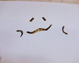 月面探査記♪ドラえもんキャラ弁♪♪♪作り方6写真