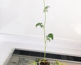 裏技！？にんじんのヘタでリボベジ☆作り方3写真