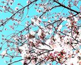 レンジで花冷えシチュー作り方7写真