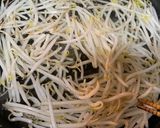 ♡簡単！もやしとほうれん草のお浸し♡作り方1写真