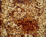 タッパーでしょうゆ麹作り方1写真