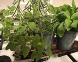 フレッシュハーブの保存法作り方1写真