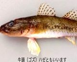 ハゼ（ゴズの葱味噌）作り方1写真