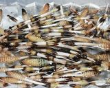 土筆の佃煮作り方1写真