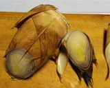 筍の茹で方作り方3写真