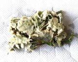 アレッタの天麩羅作り方3写真