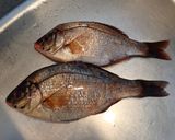 ウミタナゴの刺身作り方1写真