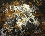 生姜の佃煮作り方4写真