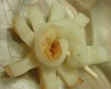 ♫♬お弁当に♪足８本なタコさんちくわ♫♬作り方3写真