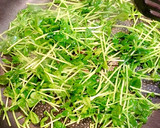 釜揚げしらすと豆苗の和風パスタ作り方3写真