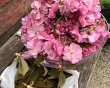 八重桜の塩漬け作り方1写真