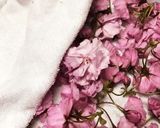 八重桜の塩漬け作り方3写真