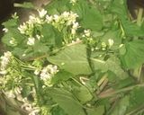 山葵の葉・山葵の茎・山葵の花の醤油漬け作り方2写真