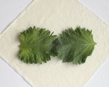ホクホク！山芋の明太マヨ春巻き*お弁当に作り方5写真