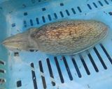 マイカの野菜炒め～オイスターソース～作り方1写真