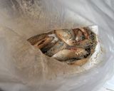 豆アジの唐揚げ☆油少な目作り方1写真