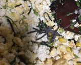 炒り豆腐作り方7写真