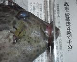 解説丁寧♪肝和えで頂く♪カワハギの刺身♪作り方1写真