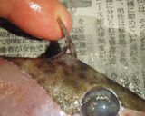 解説丁寧♪肝和えで頂く♪カワハギの刺身♪作り方3写真