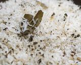 フライパンで簡単本格！30分で鶏ももビリヤニ作り方19写真