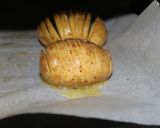 新じゃがでハッセルバックポテト作り方8写真