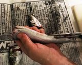キッチンバサミ使用 簡単な魚のおろし方作り方2写真