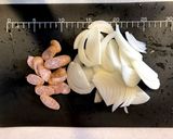 簡単ヘルシーたっぷりほうれん草のシチュー作り方1写真