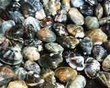 ほんのり香るにんにく醤油 あさりの酒蒸し作り方5写真