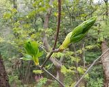 タカノツメと鷹の爪を入れた油炒め（＾＾）作り方1写真