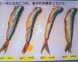 85℃骨まで柔らかくなる？いわし比較実験作り方24写真