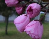 桜の塩漬け作り方1写真
