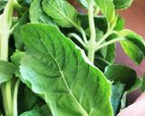 グリーンカレー作り方6写真