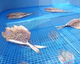自家製アジのみりん干し作り方5写真