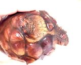 ホヤの酢の物×湘南ゴールド作り方2写真