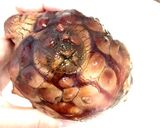 ホヤの酢の物×湘南ゴールド作り方3写真