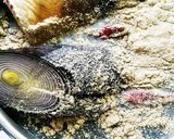 たけのこの茹で方作り方4写真