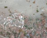 お酒がすすむ！チーズ餃子☆☆作り方3写真