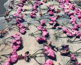 八重桜の塩漬け作り方2写真