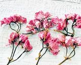 八重桜の塩漬け作り方3写真