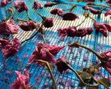 八重桜の塩漬け作り方11写真