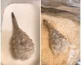海老フライとエビカツ作り方9写真
