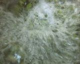 かざぴーママの♪食感を楽しむポン酢豆作り方3写真