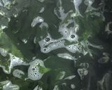 玉ねぎワカメ韓国海苔のサラダ作り方2写真