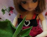 リカちゃんサイズ♡アイスプラントサラダꕤ作り方1写真