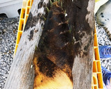 筍の皮の剥き方作り方1写真