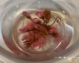和風ロールケーキの抹茶求肥包み作り方48写真
