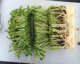 竹の子と豆苗と豚肉の玉子炒め作り方1写真