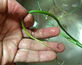 のびる（野蒜）の下処理作り方5写真