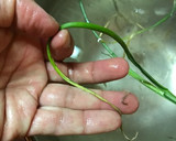 のびる（野蒜）の下処理作り方5写真