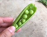 グリーンピースをサヤから取り出す方法作り方4写真